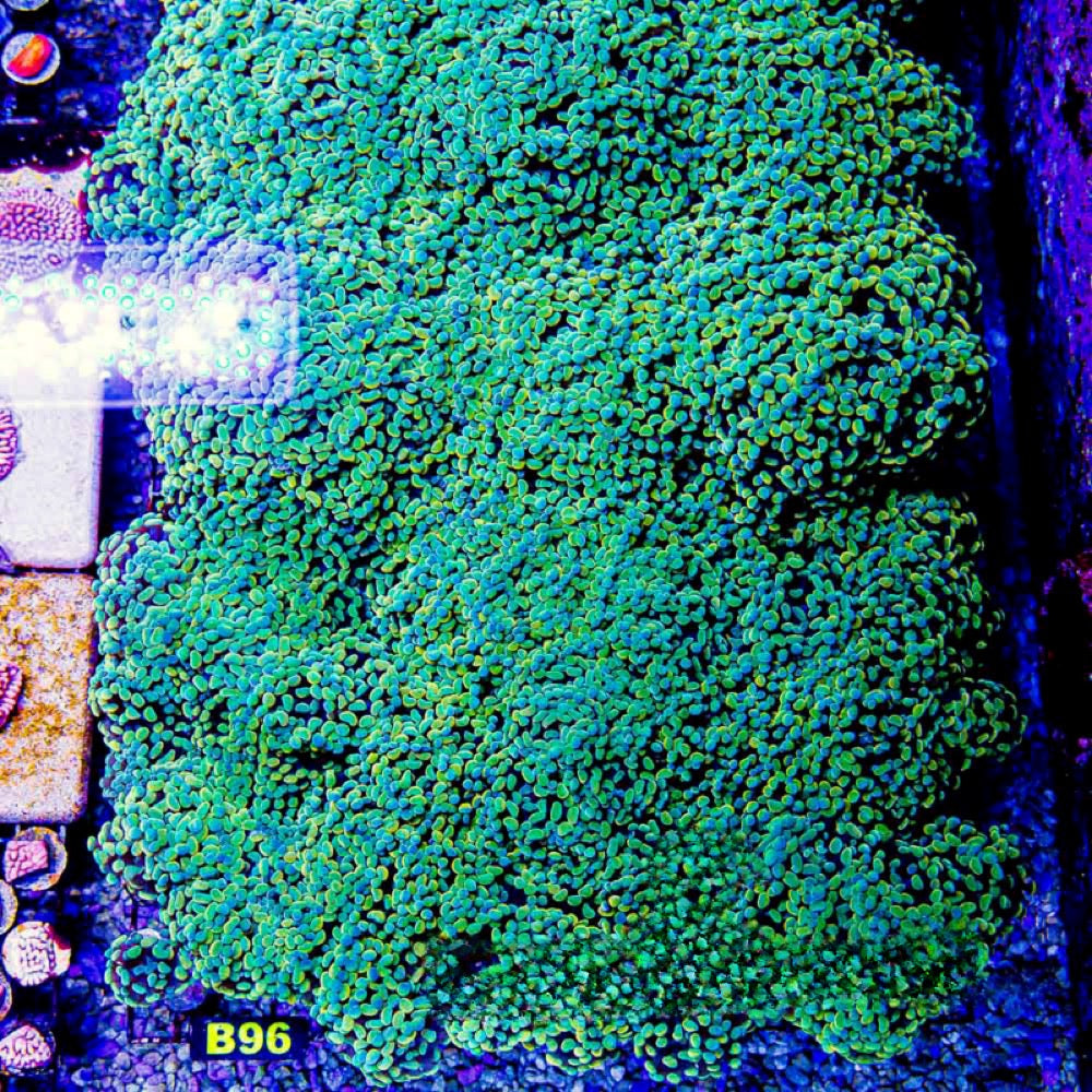 Aquaculture Aurelia Branching Hammer Size: M 0.75” to 1” Frag