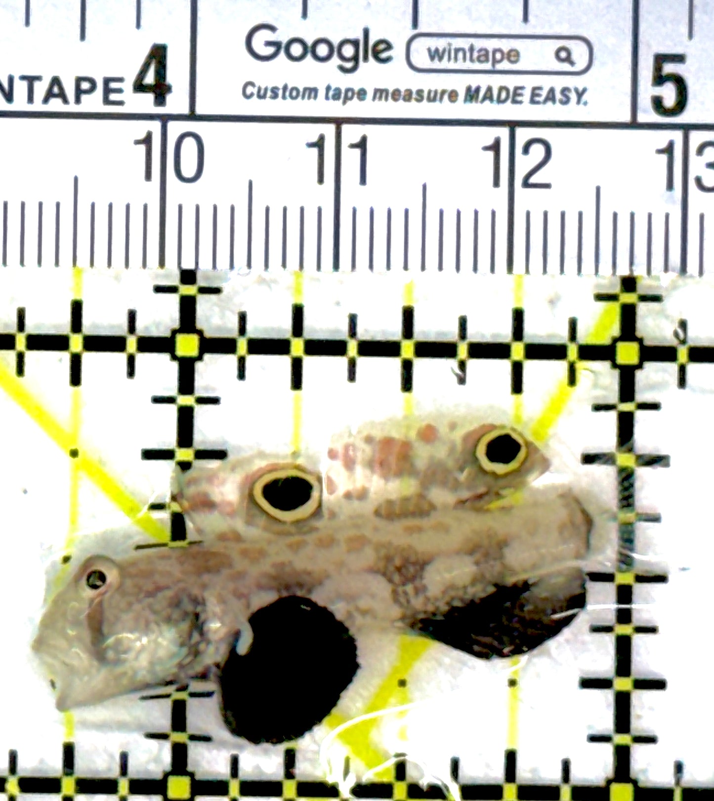 Signal Goby SG111901 WYSIWYG Size: S 1.5"