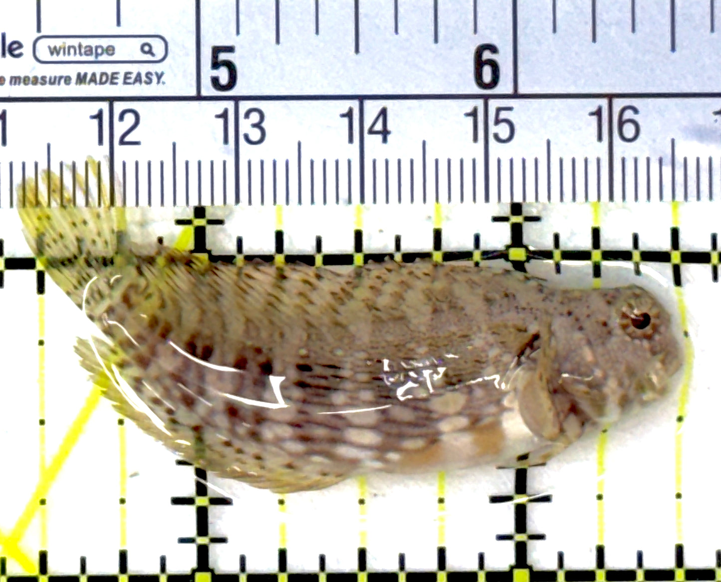 Lawnmower Blenny LB111901 WYSIWYG Size: M 2.25"