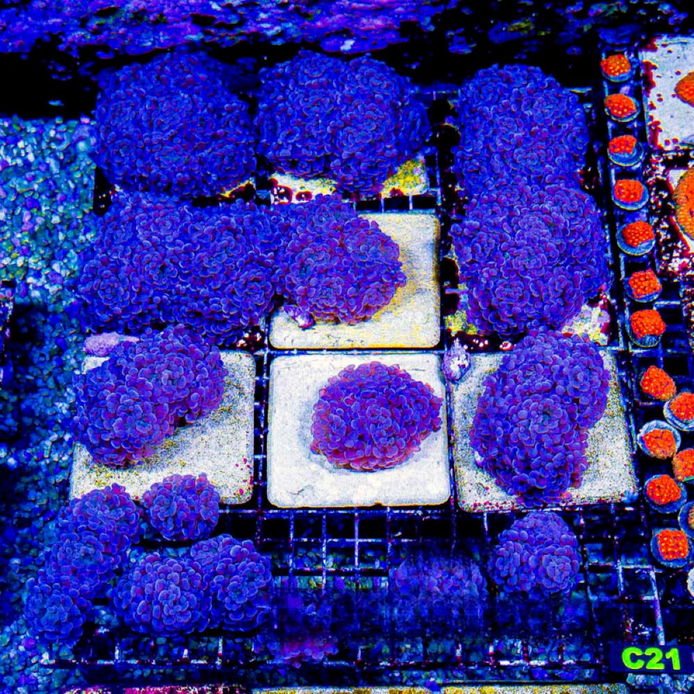 Aquaculture Blue Gusher Hammer Size: M 0.75” to 1” Frag