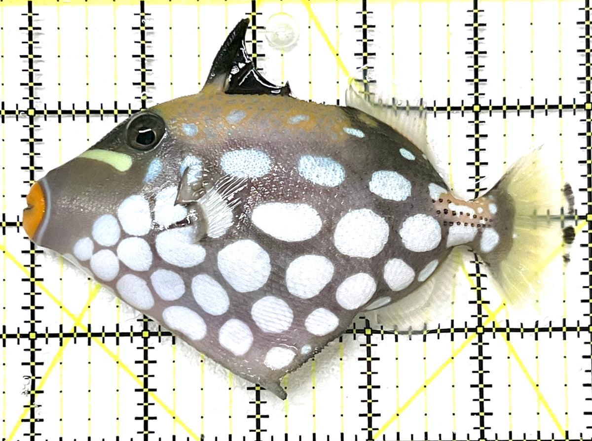 Clown Triggerfish CT101201 WYSIWYG Size: ML 5" approx