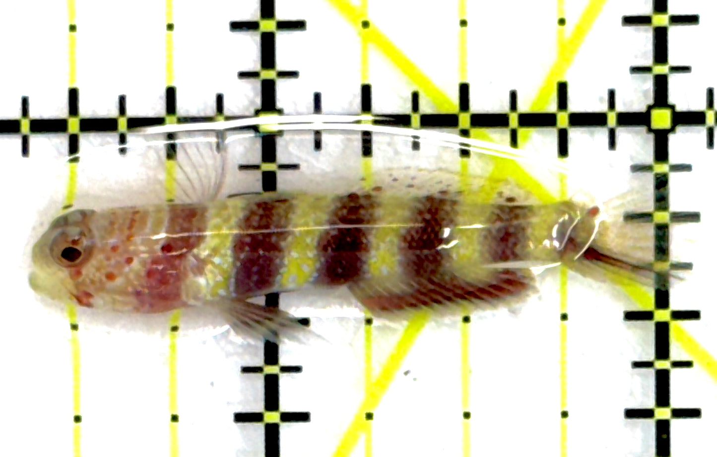 Wheeler's Bumblebee Shrimp Goby WBSG111902 WYSIWYG Size: 1.5"