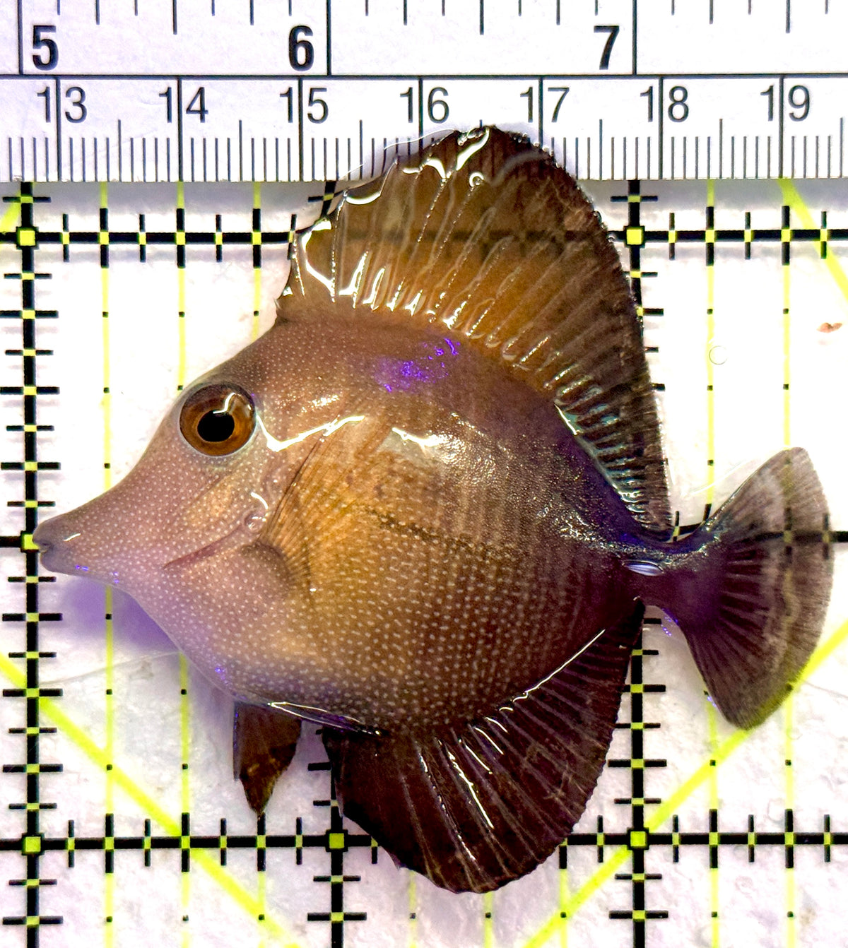 Scopas Tang ST101802 WYSIWYG Size: S 2.5" approx