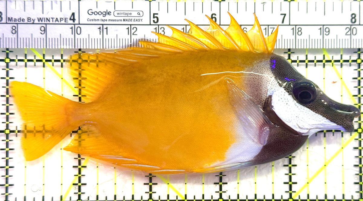 Onespot Foxface OF101804 WYSIWYG Size: L 5" approx