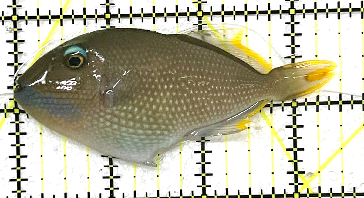 Male Blue Throat Triggerfish (Reefsafe) MBTT101202 WYSIWYG Size: ML 3.5" approx