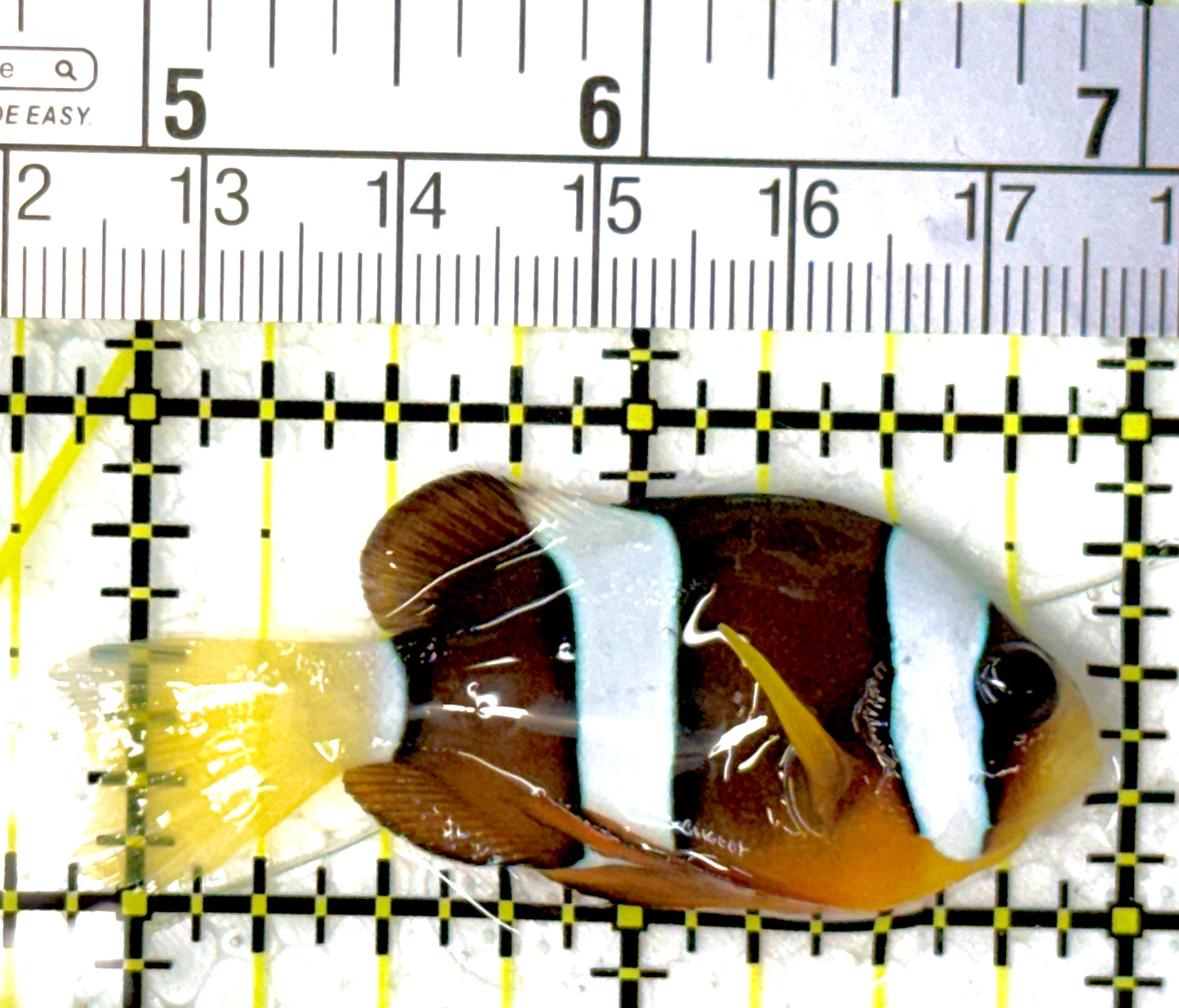 Clarkii Clownfish CC111901 WYSIWYG Size: ML 2.25"