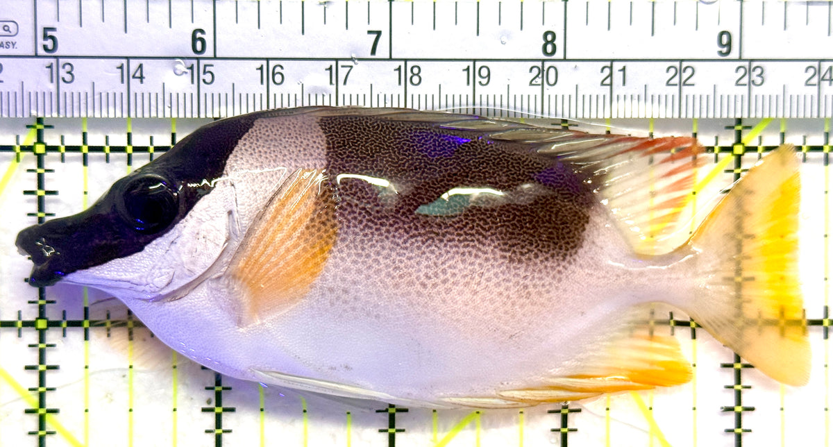 Magnificent Foxface MF101801 WYSIWYG Size: ML 4.5" approx