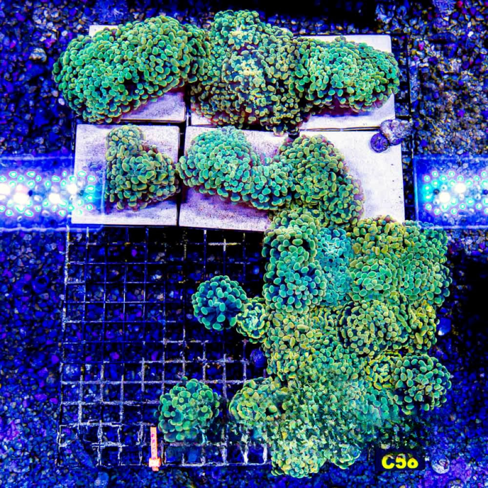 Aquaculture Dandelion Hammer Size: M 0.75” to 1” Frag