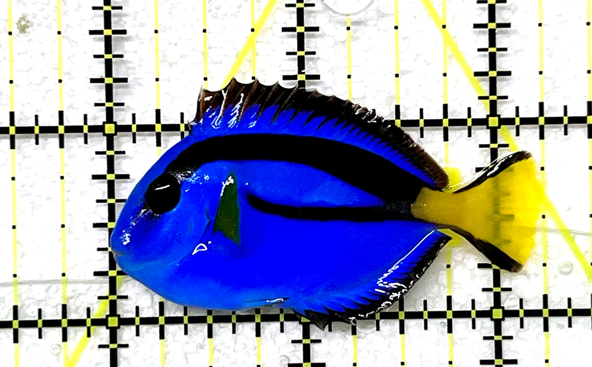 Blue Hippo Tang BHT101201 WYSIWYG Size: S 2.25" approx