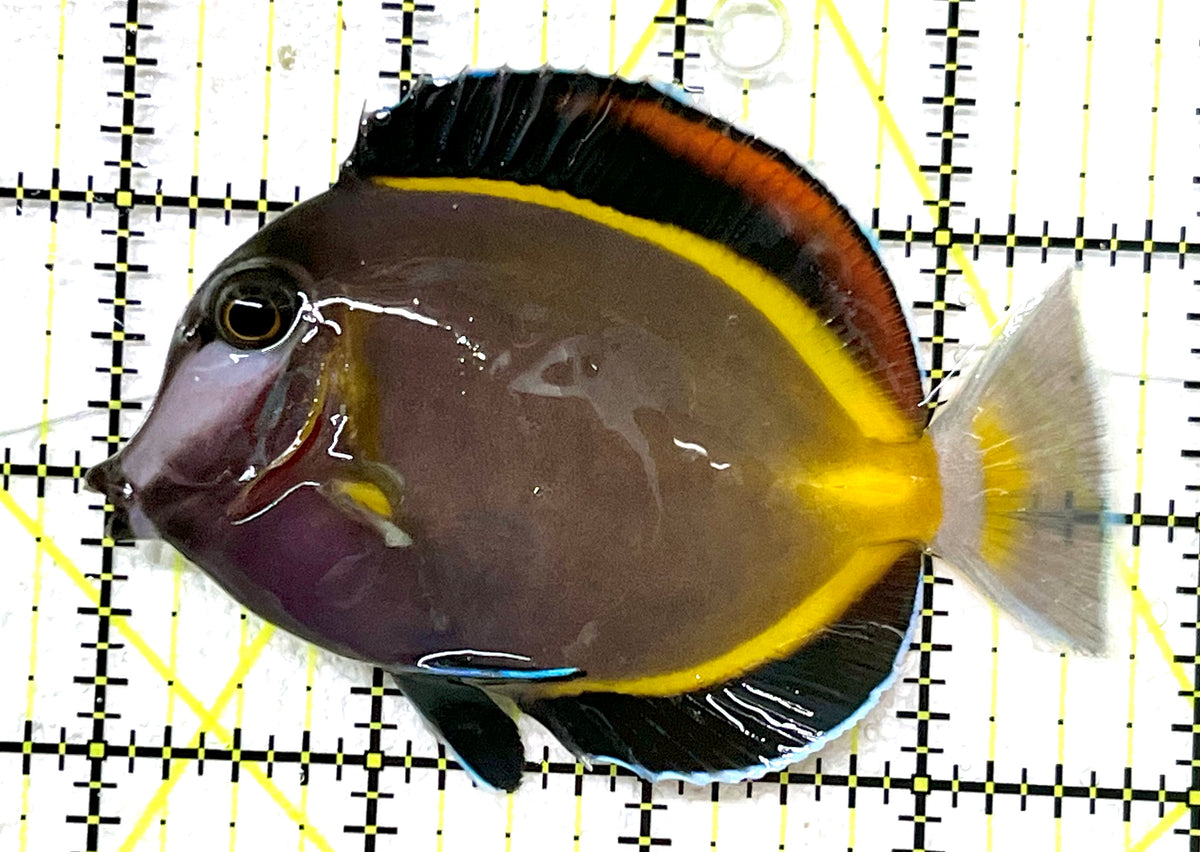 Powder Brown Tang PBT101201 WYSIWYG Size: L 3.75" approx