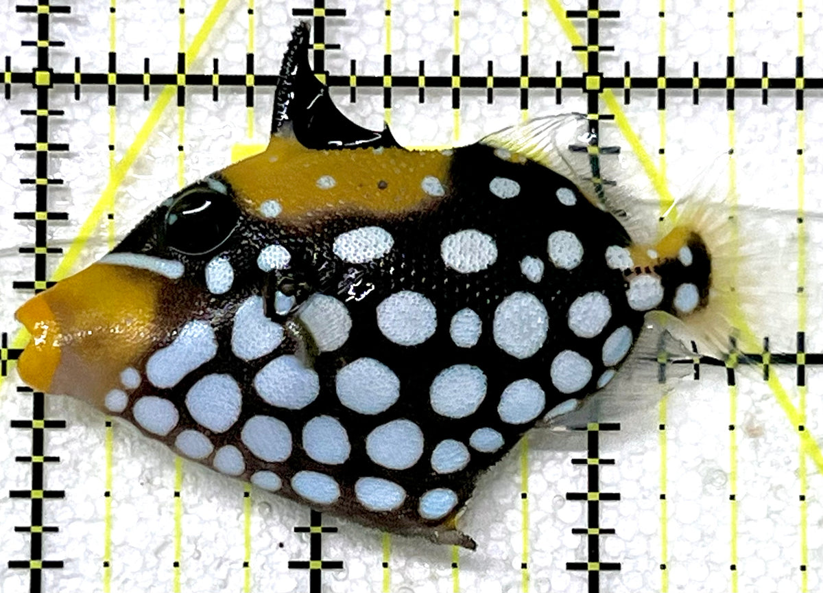 Clown Triggerfish CT101101 WYSIWYG Size: SM 2.75" approx