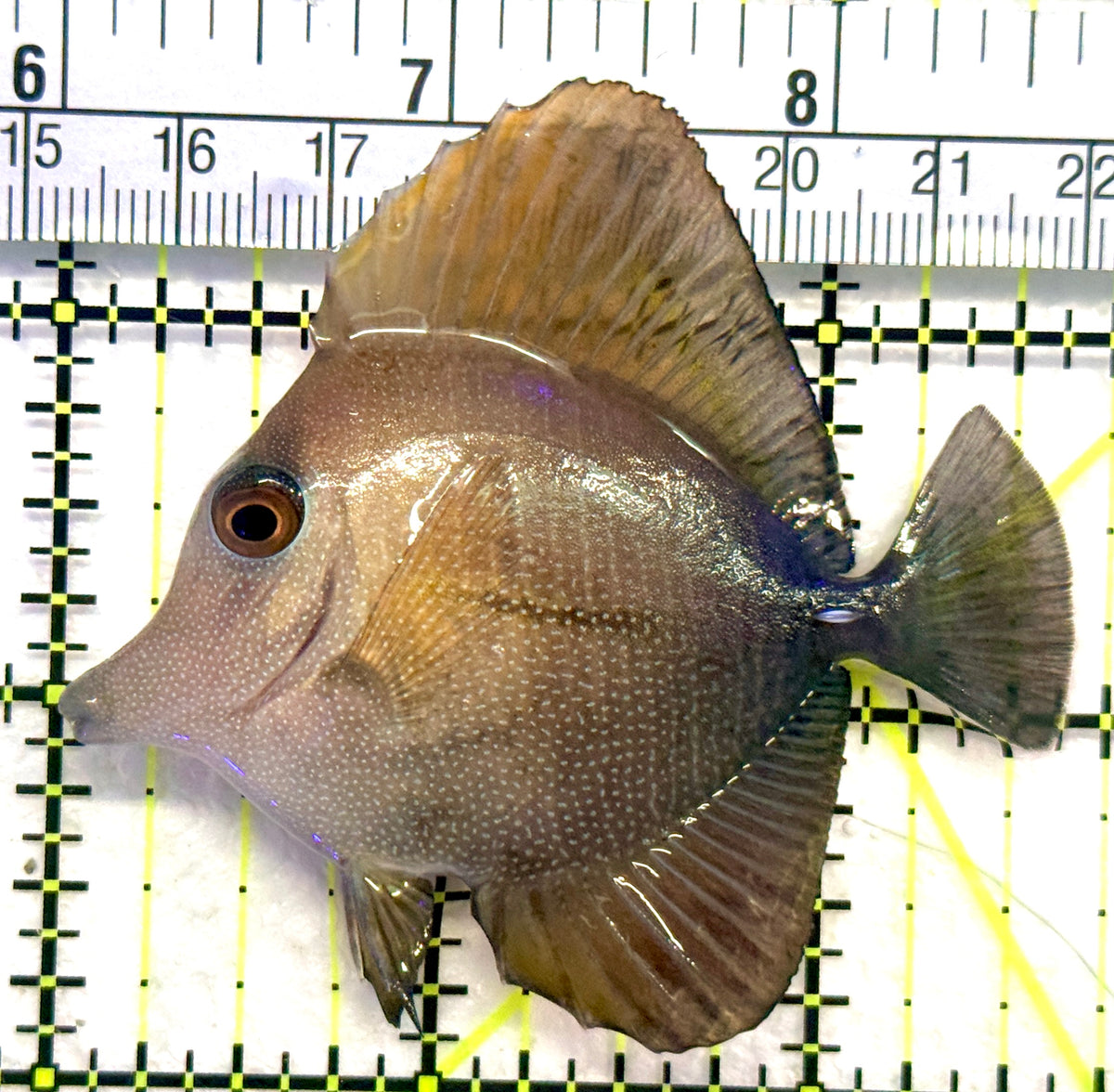 Scopas Tang ST101803 WYSIWYG Size: S 2.75" approx