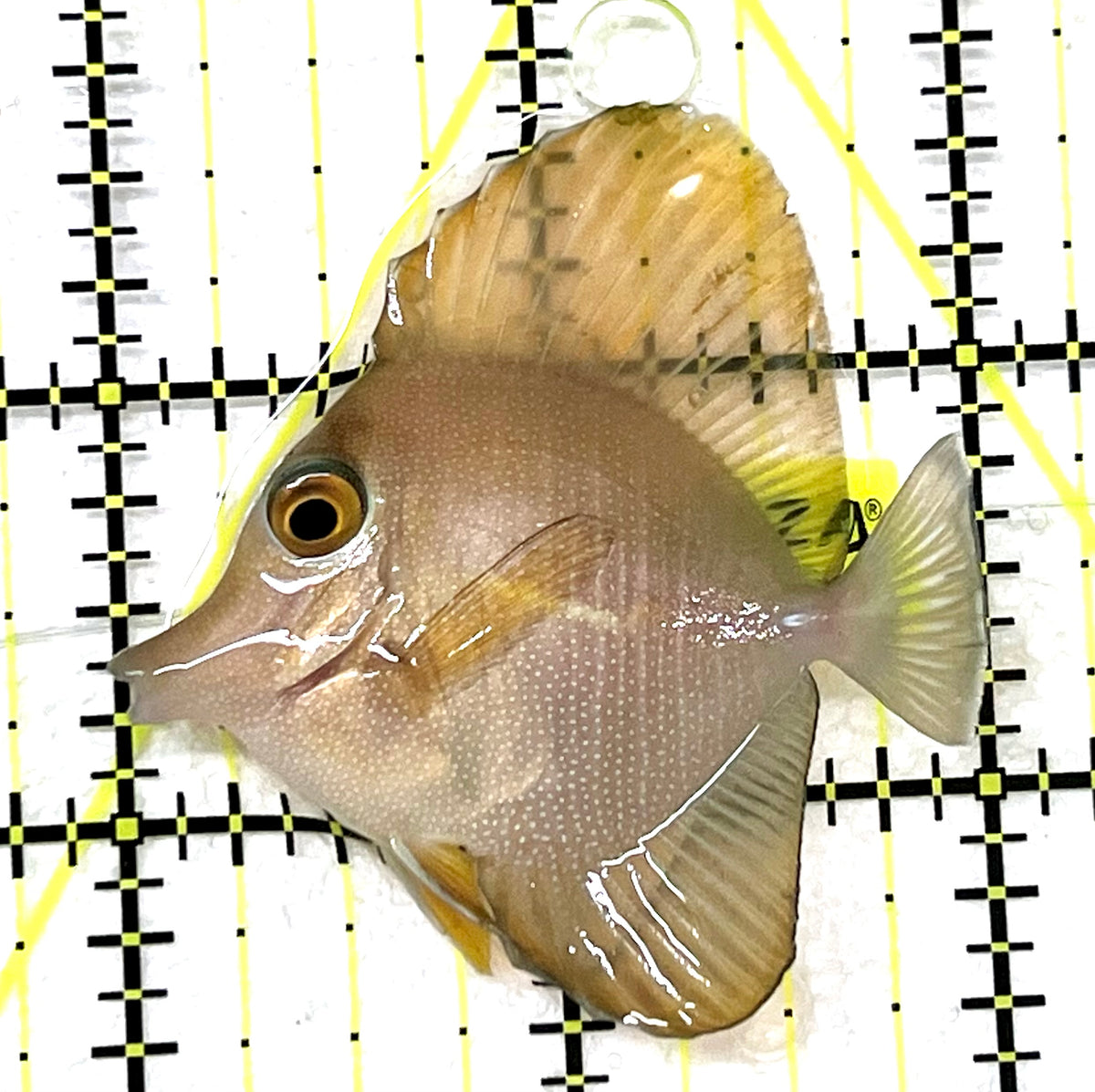Rare Hybrid Yellow (Hawaiian Yellow Tang x Scopas Tang) Scopas Tang RHYST101201 WYSIWYG Size: S 2" approx