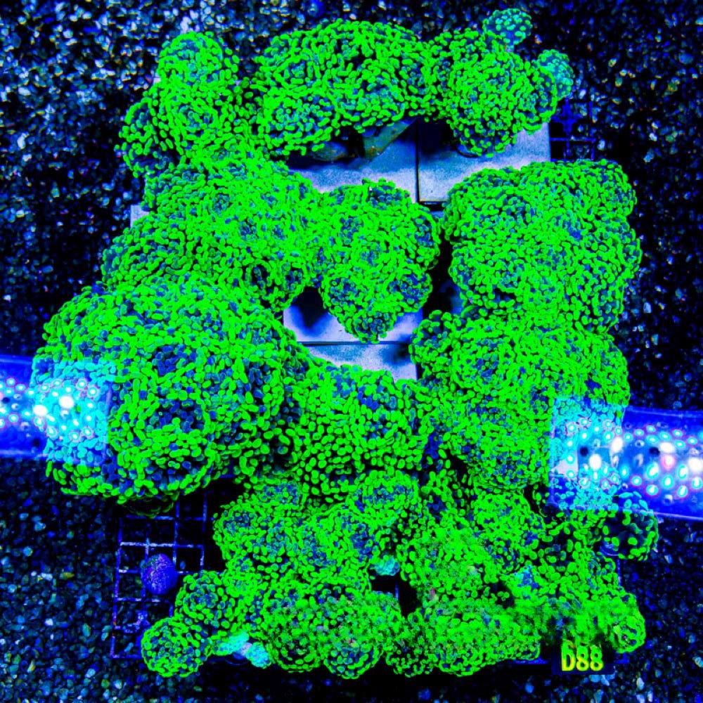 Aquaculture Greedy Goblin Hammer Size: M 0.75” to 1” Frag