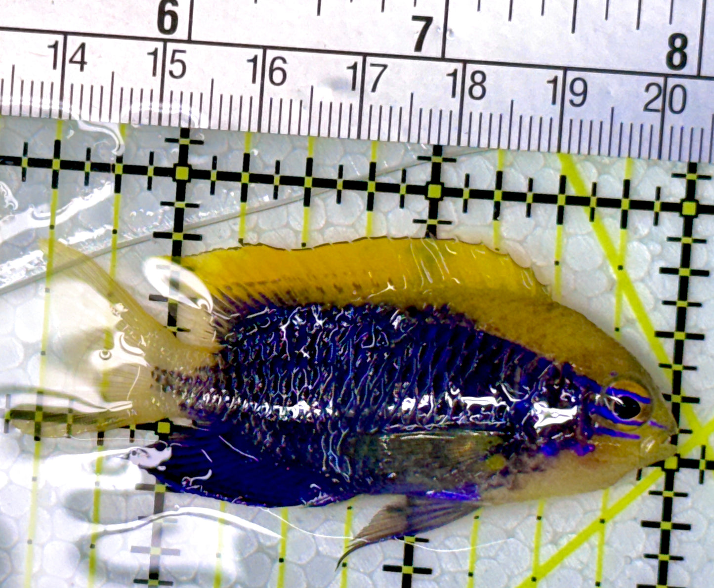 Starki Damselfish SD111901 WYSIWYG Size: 2.5"