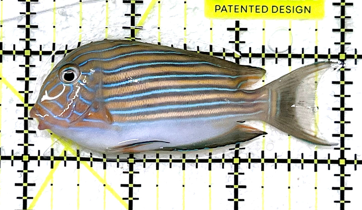 Clown Tang CT101201 WYSIWYG Size: S 3" approx