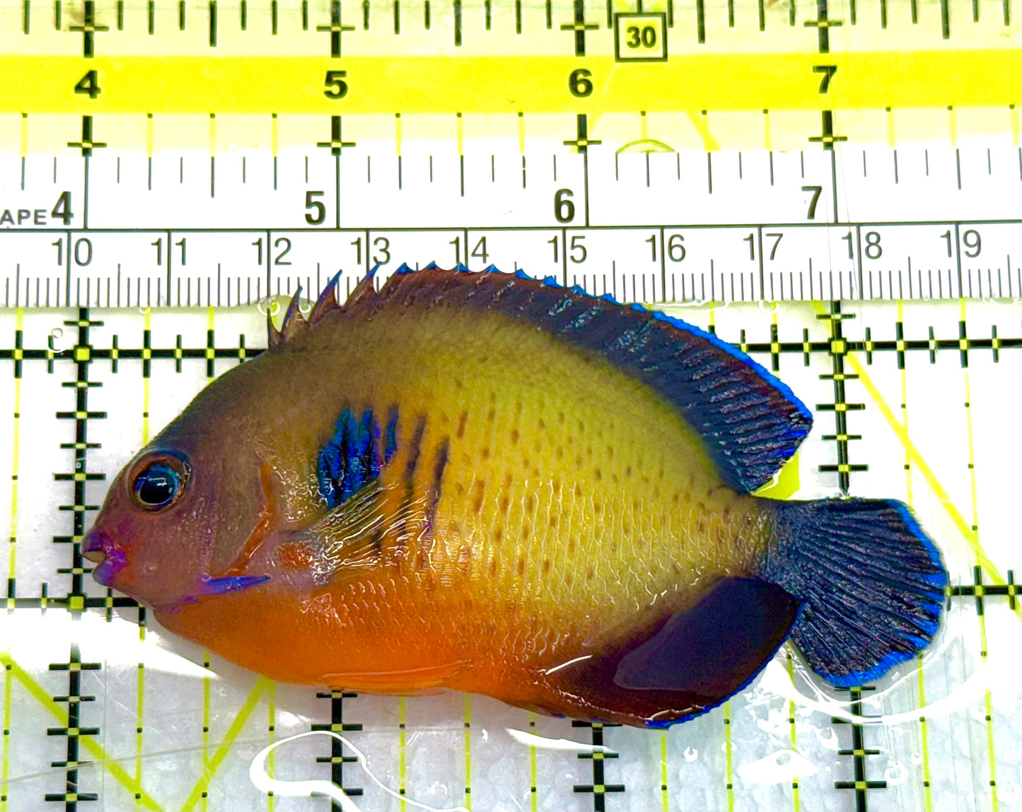 Coral Beauty Angelfish CBA041103 WYSIWYG Size: L 3" approx
