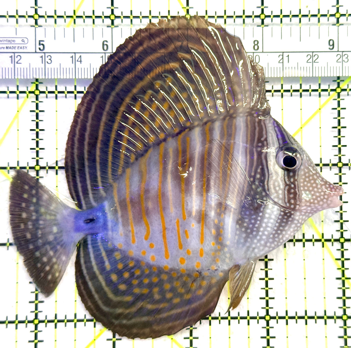 Desjardini Tang (Red Sea Sailfin Tang) DT101801 WYSIWYG Size: L 4.25" approx