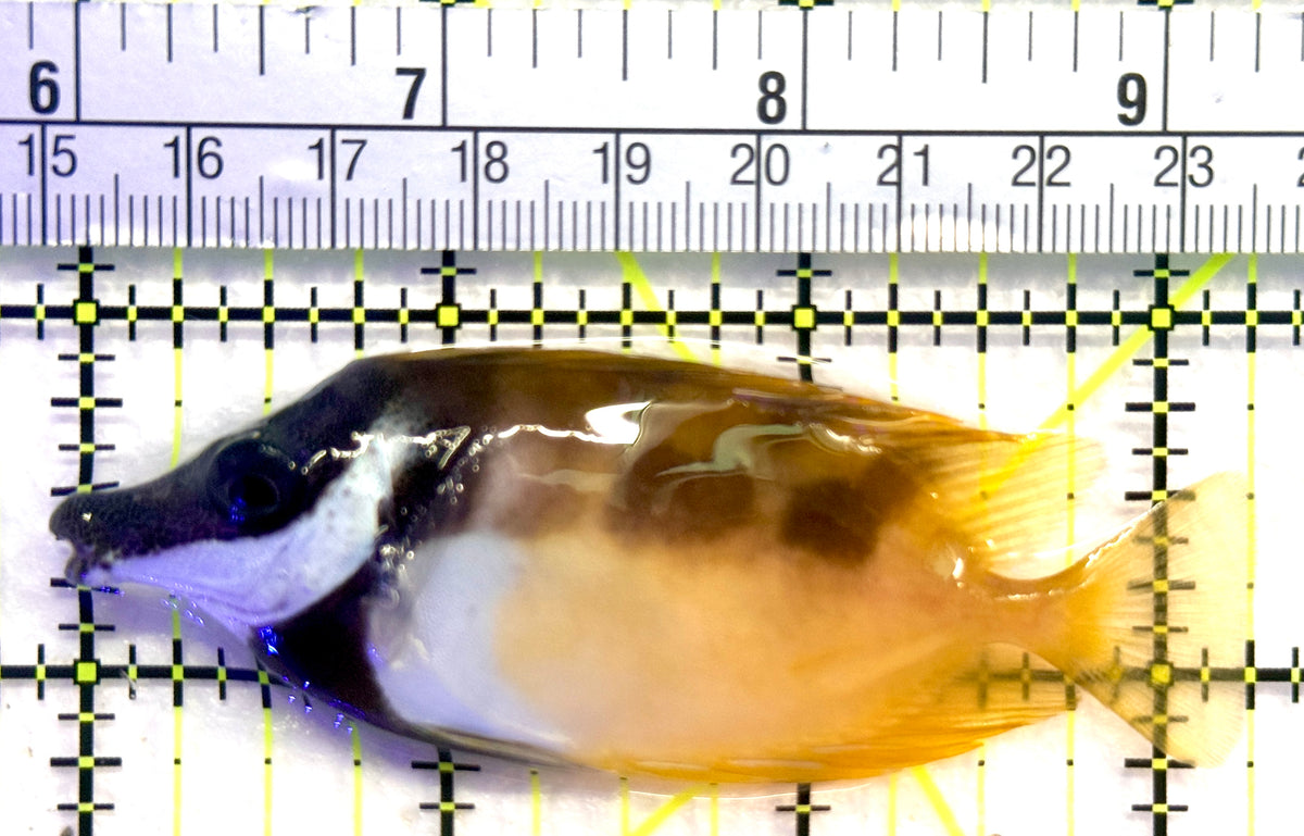 Onespot Foxface OF101807 WYSIWYG Size: ML 3.25" approx