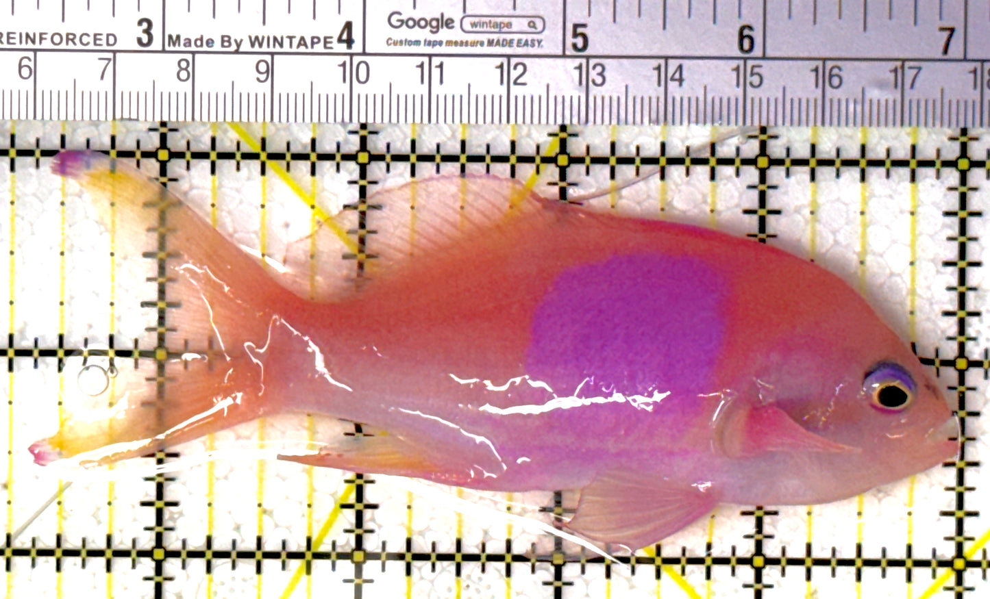 Squareback Anthias (Male) SA111901 WYSIWYG Size: L 4.75"