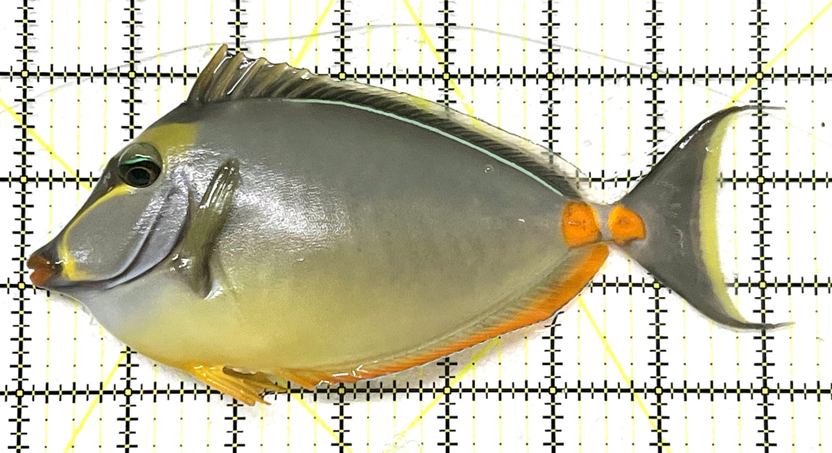 Naso Tang NT101202 WYSIWYG Size: XXL 7.25" approx