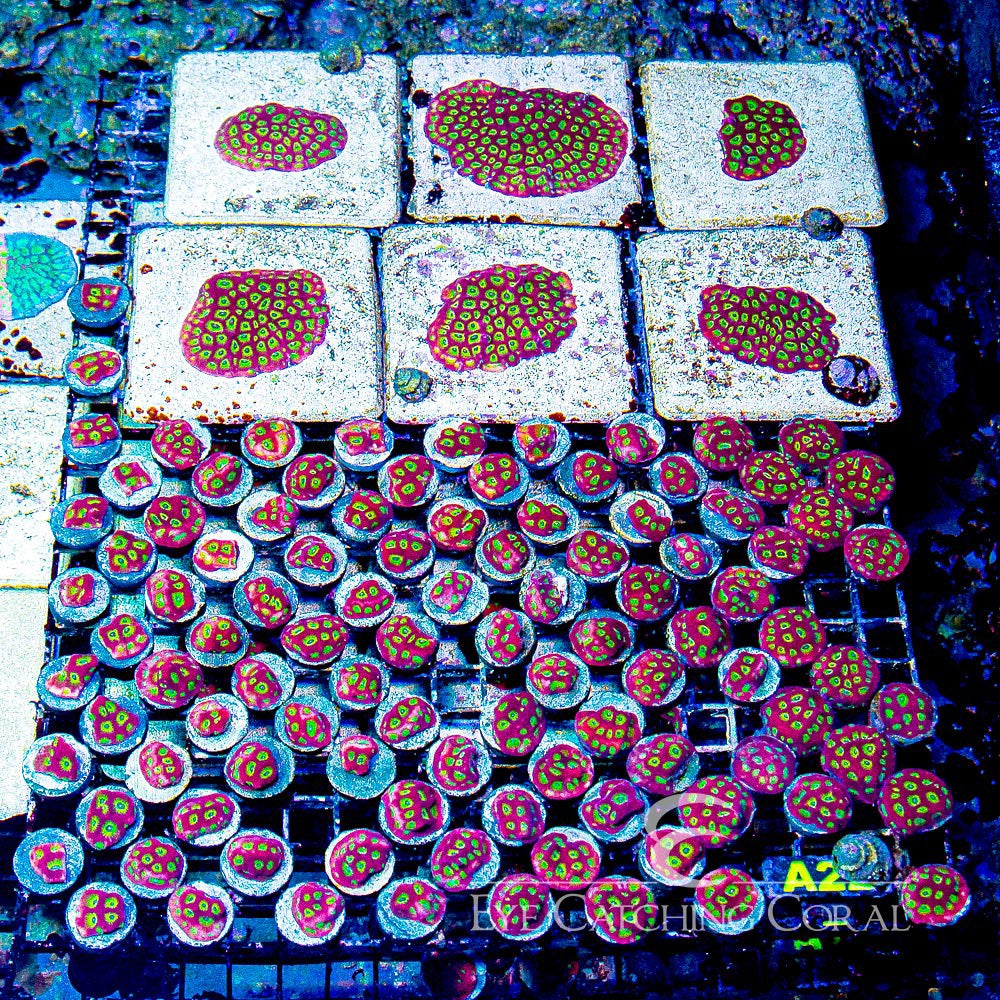 Aquaculture Ring of Fire Favites Size: M 0.75” to 1” Frag