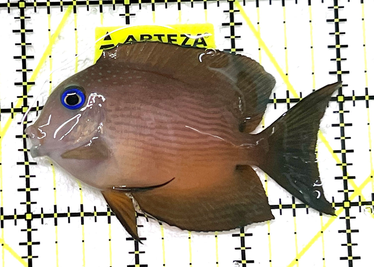 Blue Eye Kole Tang BEKT101201 WYSIWYG Size: M 3" approx