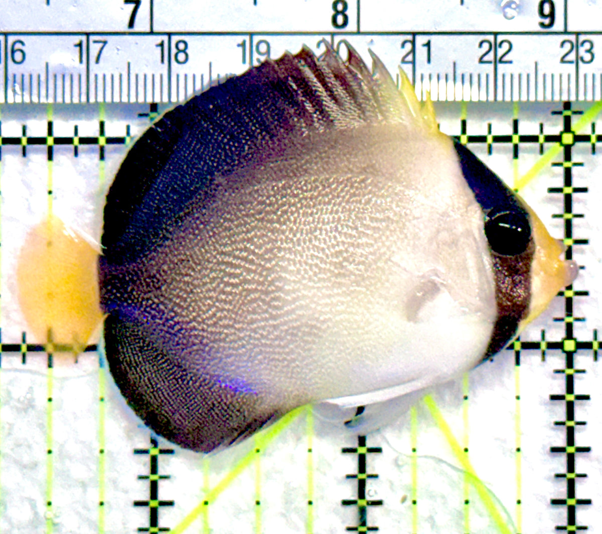 Singapore Angelfish SA101801 WYSIWYG Size: S 2.75" approx