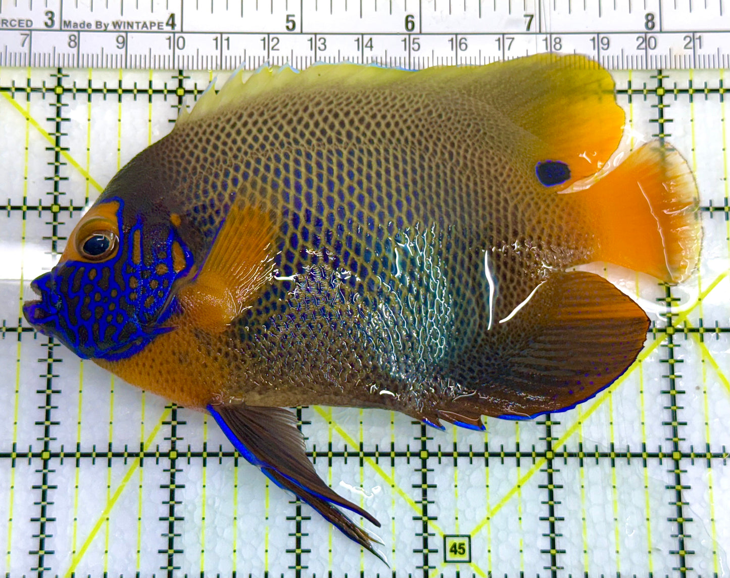 Blueface Angelfish Adult (Sumatra Vibrant Colors) BAA041105 WYSIWYG Size: XL 5" approx