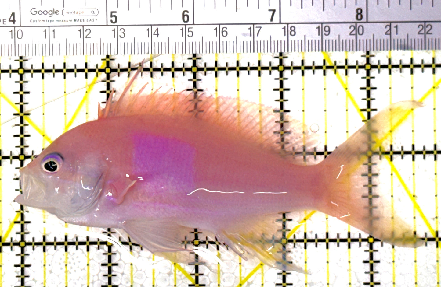 Squareback Anthias (Male) SA111902 WYSIWYG Size: L 4.75"