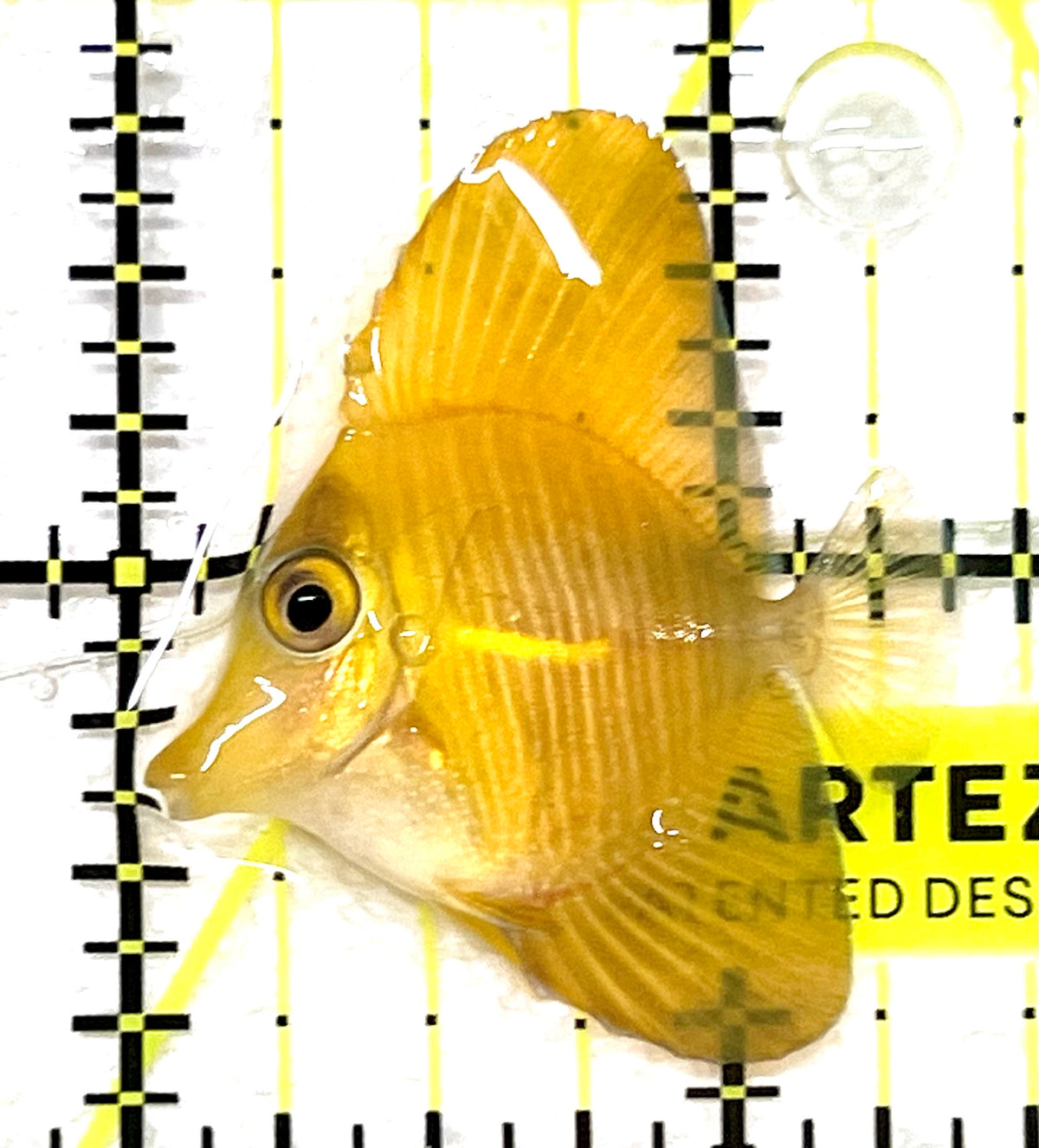 Rare Hybrid Yellow (Hawaiian Yellow Tang x Scopas Tang) Scopas Tang RHYST101204 WYSIWYG Size: Tiny 1.5"approx