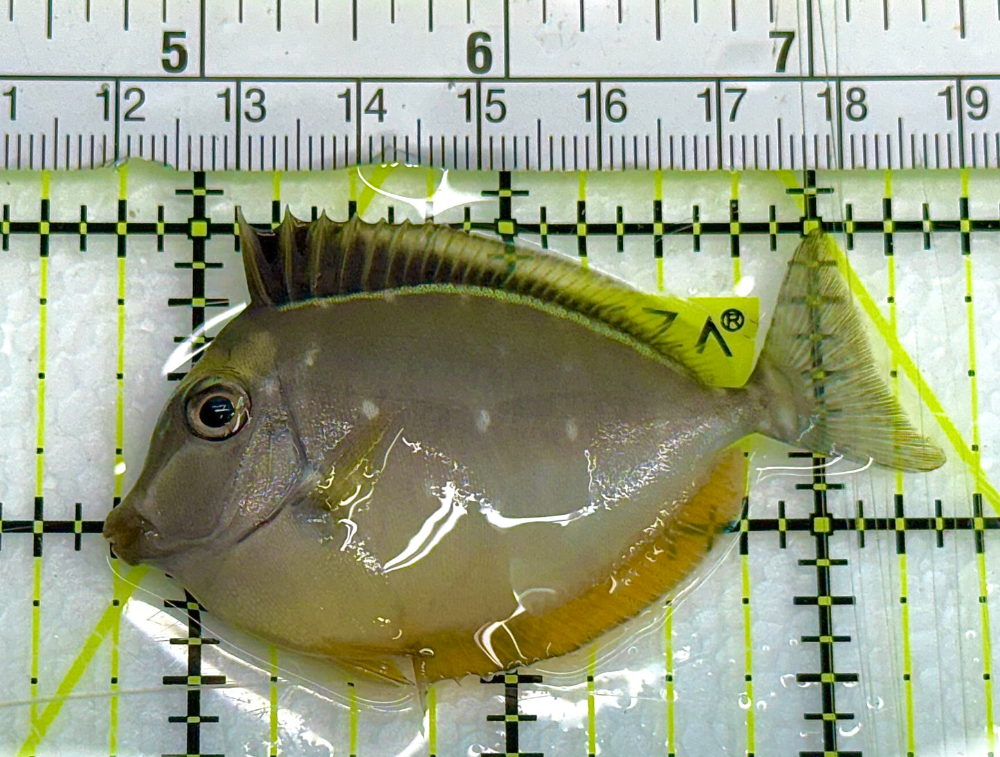 Blonde Naso Tang BNT041101 WYSIWYG Size: S 2.5" approx