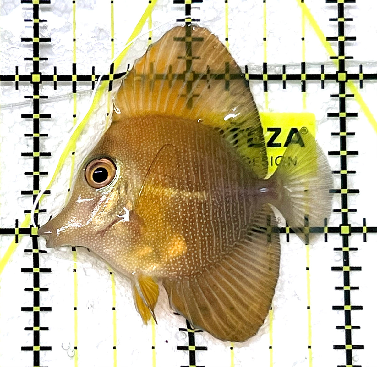 Rare Hybrid Yellow (Hawaiian Yellow Tang x Scopas Tang) Scopas Tang RHYST101202 WYSIWYG Size: S 2" approx