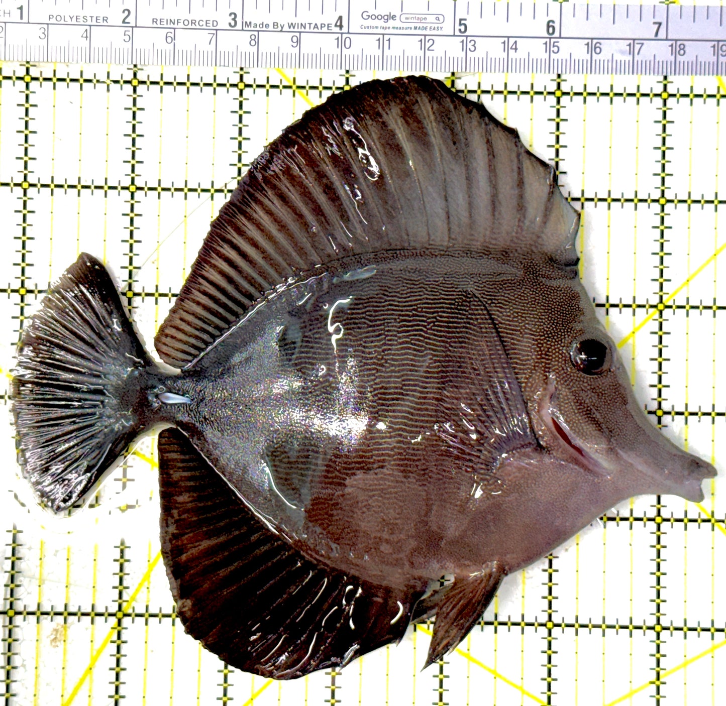 Scopas Tang ST111901 WYSIWYG Size: XL 6.75"