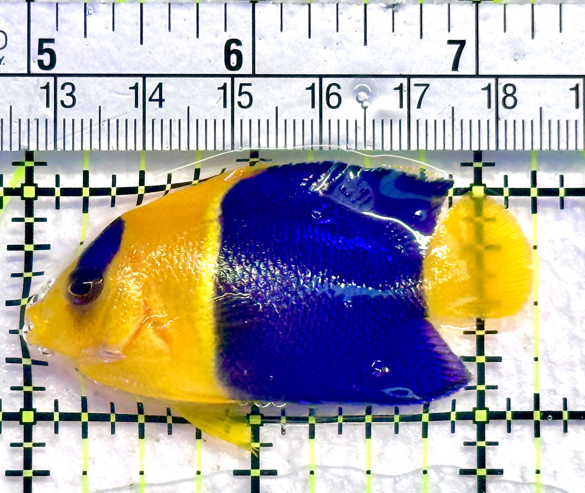 Bicolor Angelfish BA101802 WYSIWYG Size: L 2.25" approx