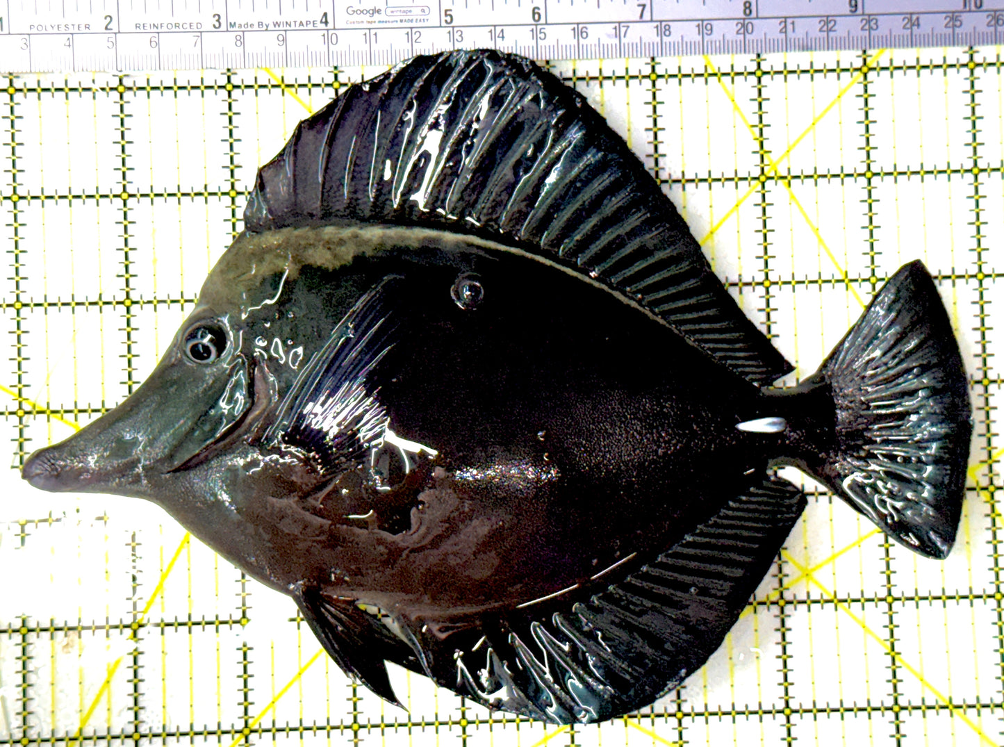 Black Tang BT111901 WYSIWYG Size: XXL show 9"
