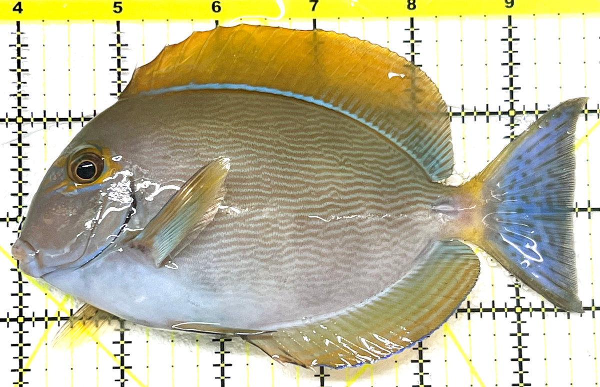 Bariene Tang BT101101 WYSIWYG Size: L 5.75" approx