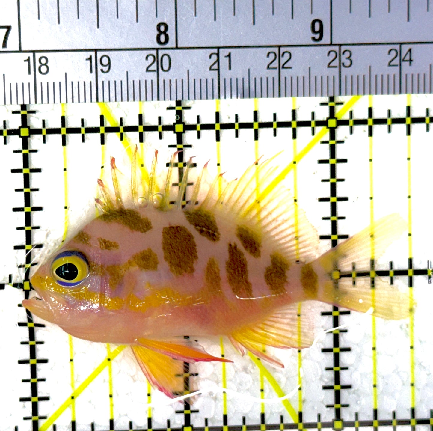 Borbonius Anthias BA111901 WYSIWYG Size: M 2.5"