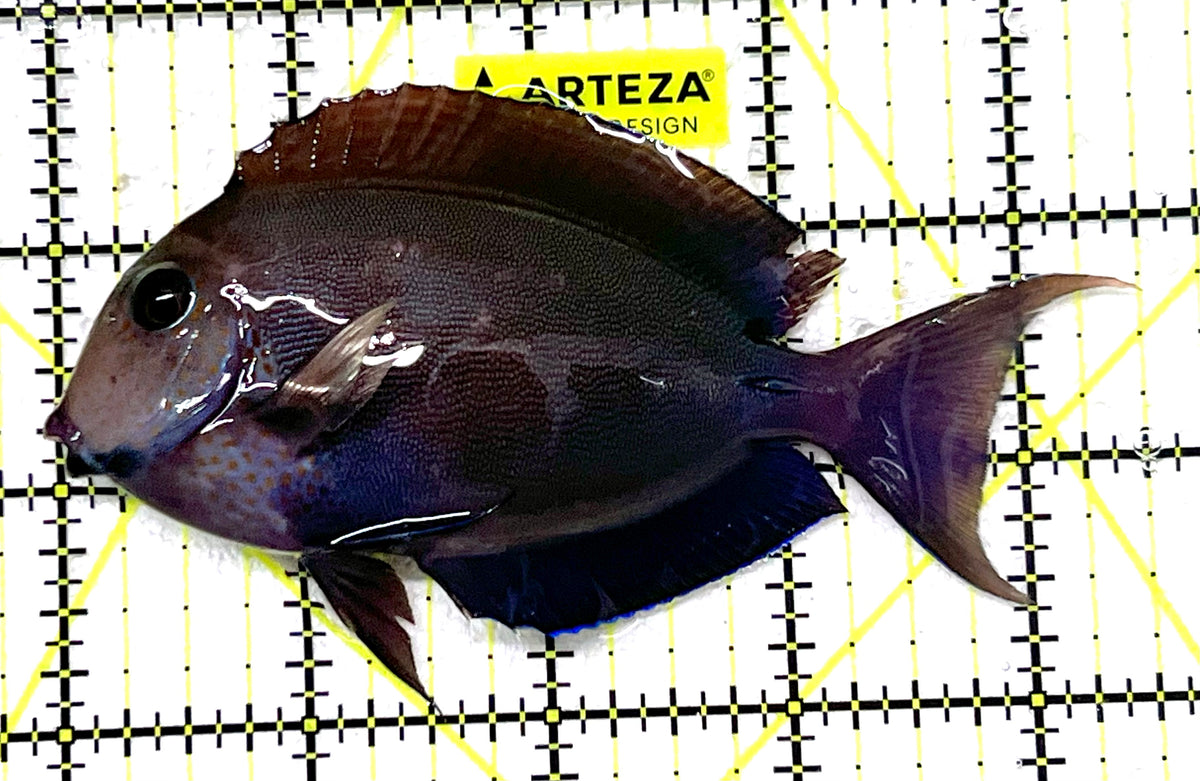 Lavender Tang LT101203 WYSIWYG Size:ML 4.5" approx
