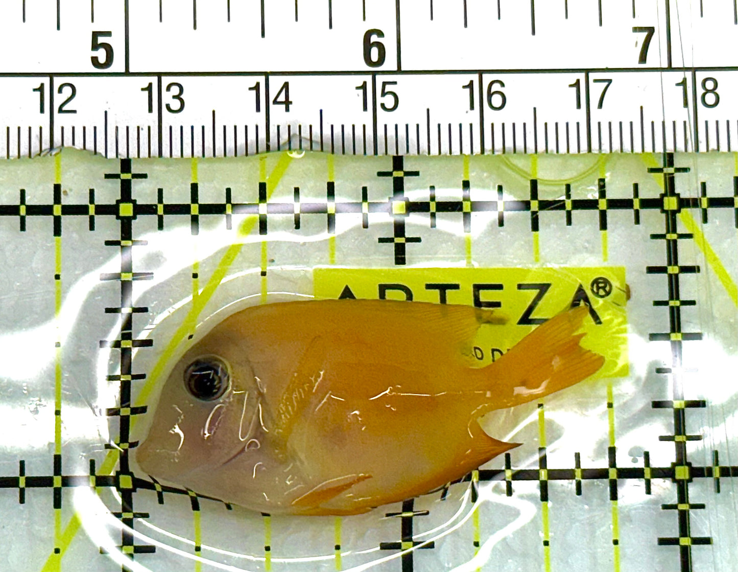 Yellow Eye Kole Tang (Spotted) YEKT041101 WYSIWYG Size: S 1.75" approx