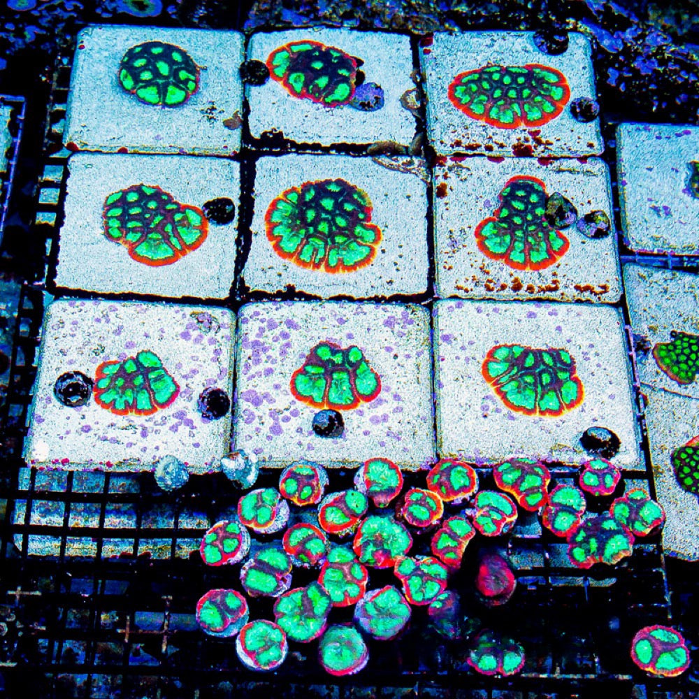 Rainbow Rim Favia (Aquacultured) Size: M 0.75” to 1” Frag