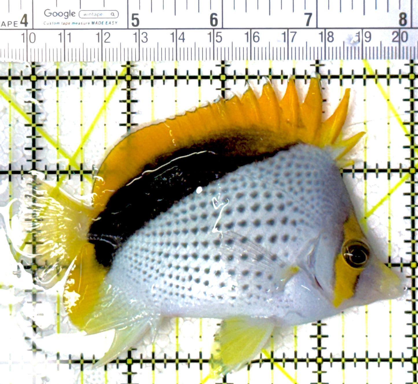 Declivis Butterflyfish DB111901 WYSIWYG Size: L 4"