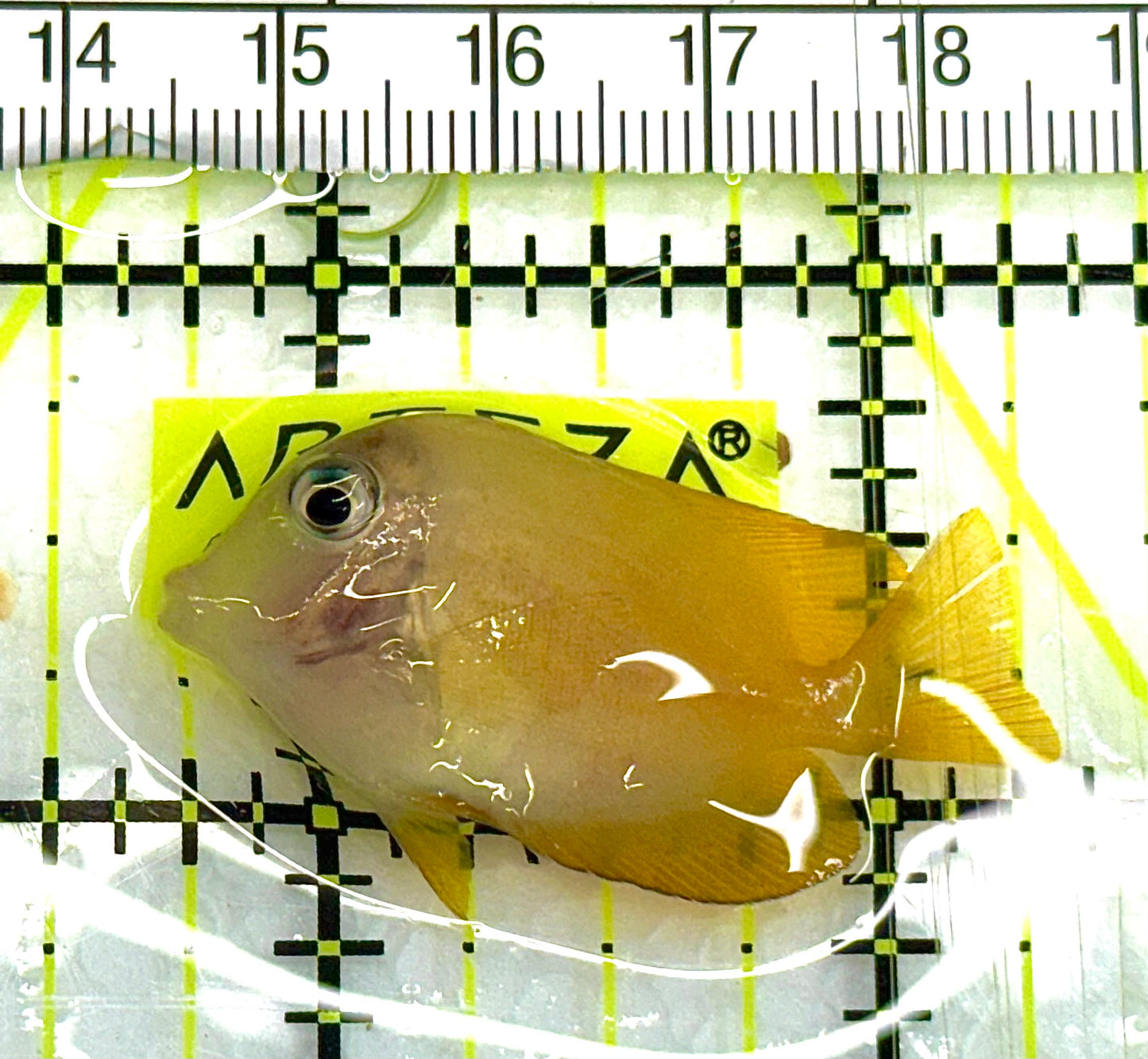 Yellow Eye Kole Tang (Spotted) YEKT041102 WYSIWYG Size: S 1.75" approx