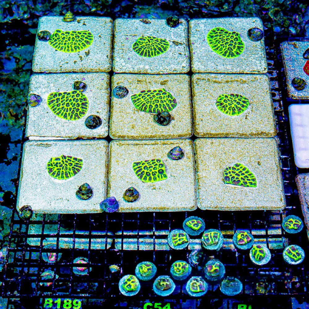Glow Up Favia (Aquacultured) Size: M 0.75” to 1” Approx Frag