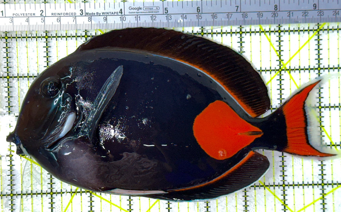 Achilles Tang AT111901 WYSIWYG Size: 9.25 approx