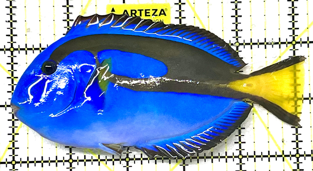 Blue Hippo Tang BHT101102 WYSIWYG Size: XL 5.25" approx