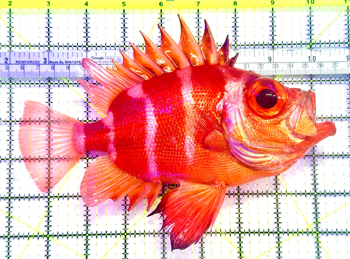 Popeye Catalufa (Sumatra Strong Color) PC101801 WYSIWYG Size: XXL / SHOW 8.5"