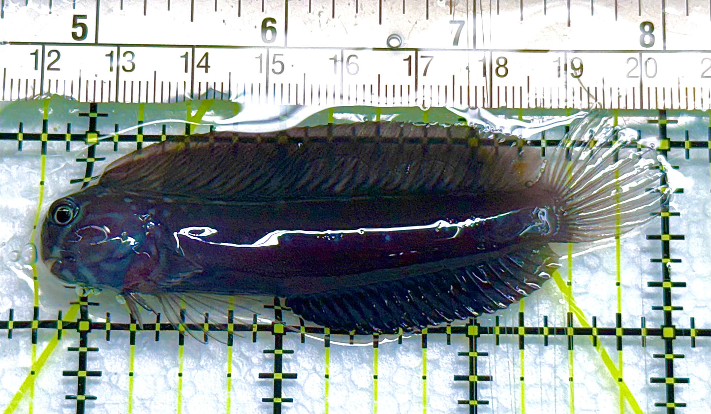 Starry Blenny SB041102 WYSIWYG Size: L 3" approx