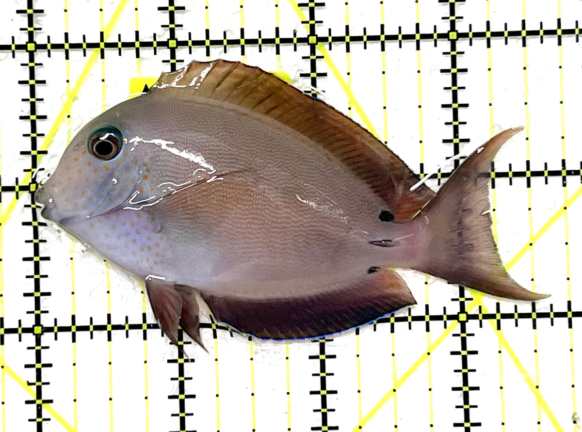 Lavender Tang LT101202 WYSIWYG Size: M 3.5" approx