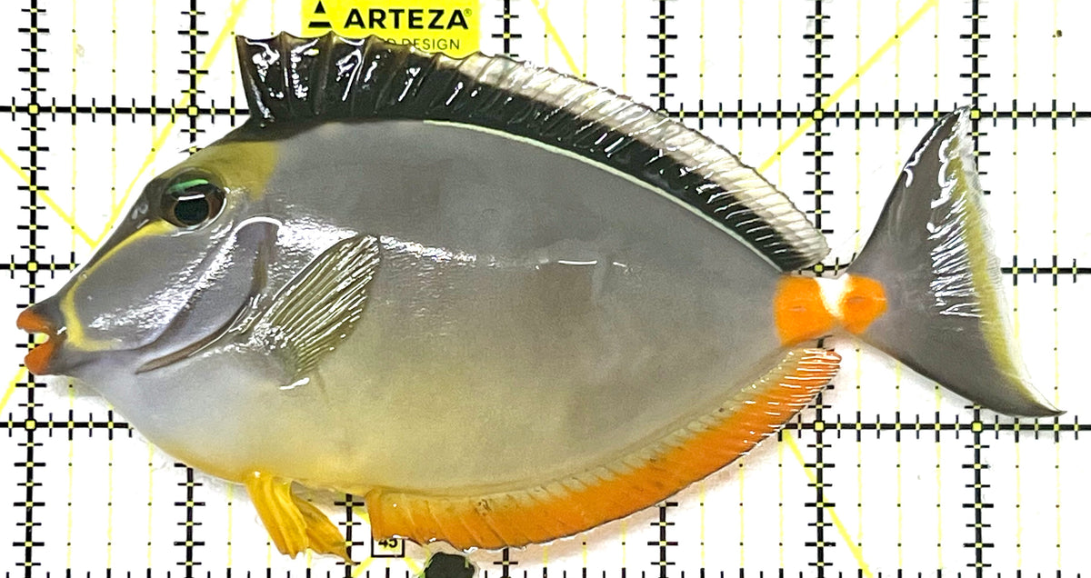 Naso Tang NT101101 WYSIWYG Size: XL 6.5" approx